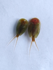 Lepidurus apus
