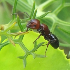 Camponotus ruber