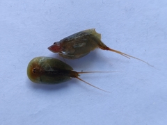 Lepidurus apus