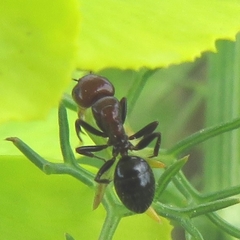 Camponotus ruber
