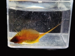 Lepidurus apus