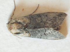 Abrostola tripartita
