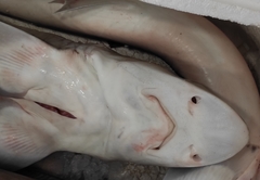 Mustelus