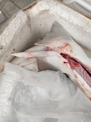 Mustelus