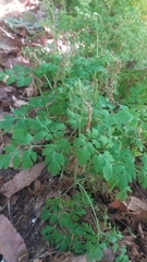 Corydalis incisa