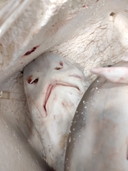 Mustelus
