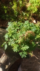 Corydalis incisa