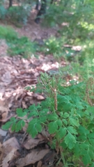 Corydalis incisa