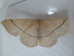 Cyclophora punctaria