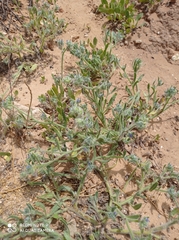 Anchusa aggregata
