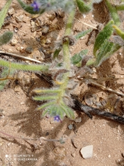 Anchusa aggregata