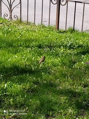 Passer domesticus