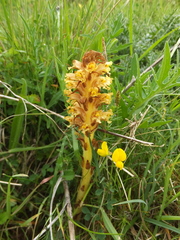 Orobanche elatior