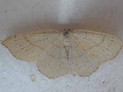 Cyclophora punctaria