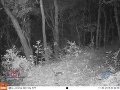 Spilogale angustifrons