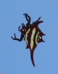 Gasteracantha milvoides
