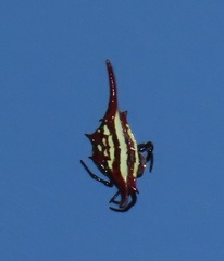 Gasteracantha milvoides