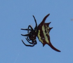Gasteracantha milvoides