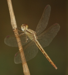Neurothemis intermedia