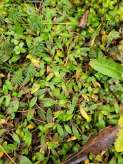 Plantago unibracteata