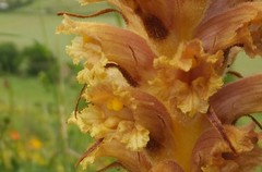 Orobanche elatior