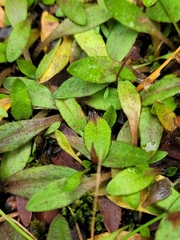 Plantago unibracteata