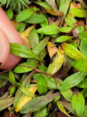 Plantago unibracteata