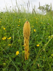 Orobanche elatior