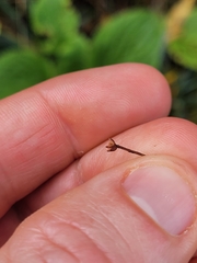 Plantago unibracteata