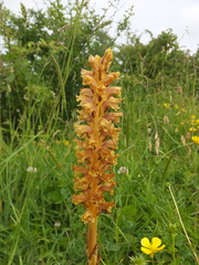 Orobanche elatior