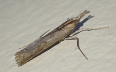 Caffrocrambus