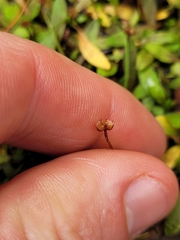 Plantago unibracteata