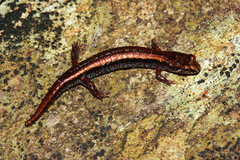 Desmognathus wrighti