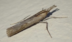 Caffrocrambus