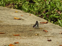 Graphium evemon eventus