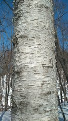 Betula platyphylla