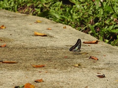 Graphium evemon eventus