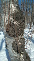 Betula platyphylla