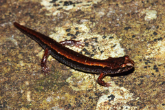Desmognathus wrighti