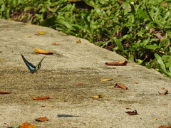 Graphium evemon eventus