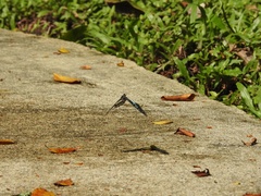 Graphium evemon eventus