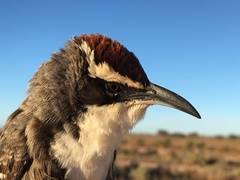 Pomatostomus ruficeps