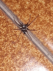 Pulchellodromus bistigma