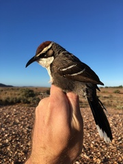 Pomatostomus ruficeps