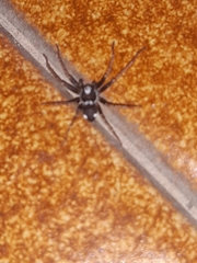 Pulchellodromus bistigma