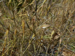 Cordylanthus pilosus