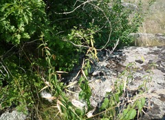 Vincetoxicum hirundinaria hirundinaria