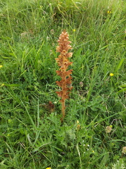 Orobanche elatior