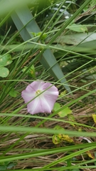 Calystegia sepium roseata x Silvatica disjuncta