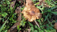 Armillaria luteobubalina
